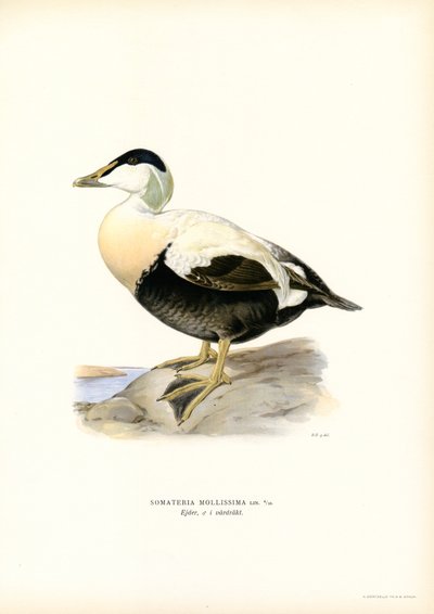 Eider à duvet - Magnus Ferdinand and Wilhelm von Wright
