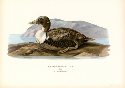 Eider à duvet - Magnus Ferdinand and Wilhelm von Wright