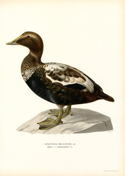 Eider à duvet - Magnus Ferdinand and Wilhelm von Wright