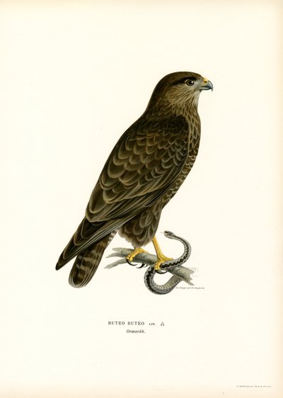Buse variable - Magnus Ferdinand and Wilhelm von Wright