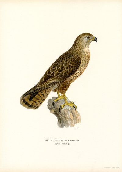 Buse Variable - Magnus Ferdinand and Wilhelm von Wright