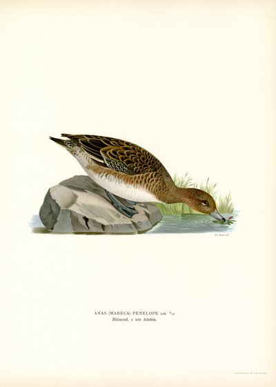 Canard siffleur - Magnus Ferdinand and Wilhelm von Wright