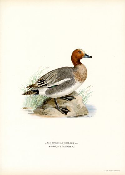 Canard siffleur - Magnus Ferdinand and Wilhelm von Wright