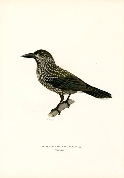Cassenoix moucheté - Magnus Ferdinand and Wilhelm von Wright