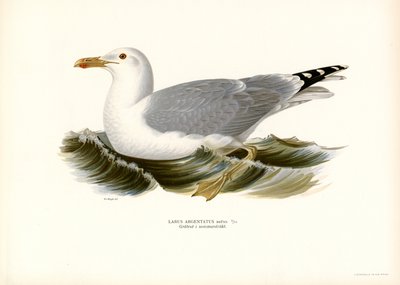 Goéland argenté - Magnus Ferdinand and Wilhelm von Wright