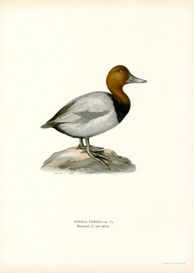 Fuligule milouin - Magnus Ferdinand and Wilhelm von Wright