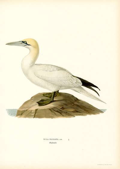 Fou de Bassan - Magnus Ferdinand and Wilhelm von Wright