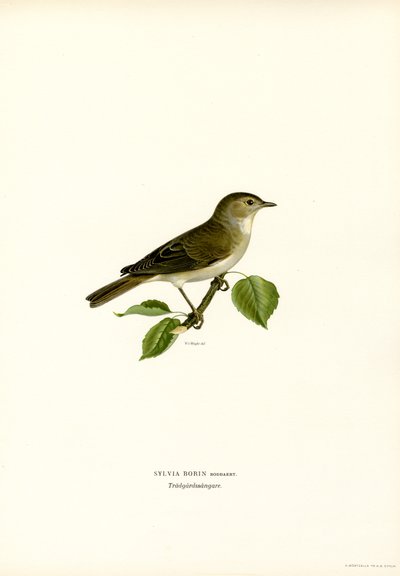 Fauvette des jardins - Magnus Ferdinand and Wilhelm von Wright