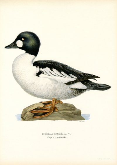 Garrot à œil d