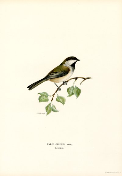 Mésange à tête grise - Magnus Ferdinand and Wilhelm von Wright