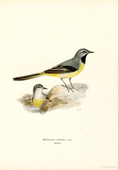 Bergeronnette grise - Magnus Ferdinand and Wilhelm von Wright