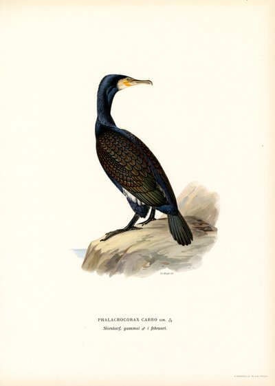 Grand cormoran - Magnus Ferdinand and Wilhelm von Wright