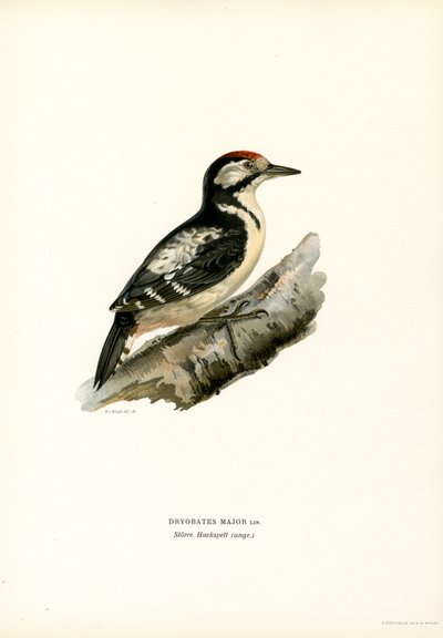 Pic épeiche - Magnus Ferdinand and Wilhelm von Wright