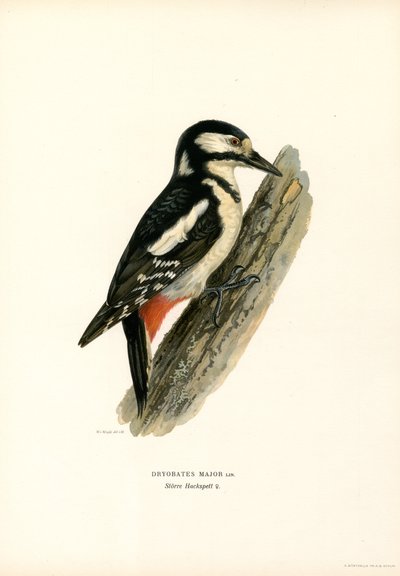 Pic épeiche - Magnus Ferdinand and Wilhelm von Wright