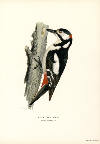 Pic épeiche - Magnus Ferdinand and Wilhelm von Wright