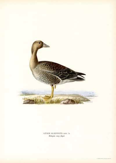 Oie rieuse - Magnus Ferdinand and Wilhelm von Wright