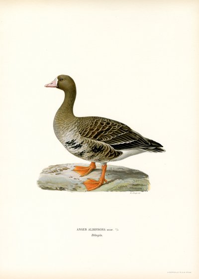 Oie rieuse - Magnus Ferdinand and Wilhelm von Wright