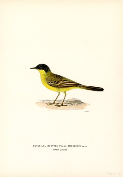 Bergeronnette à tête grise (lithographie en couleur) - Magnus Ferdinand and Wilhelm von Wright