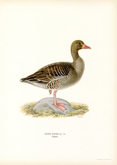 Oie cendrée - Magnus Ferdinand and Wilhelm von Wright