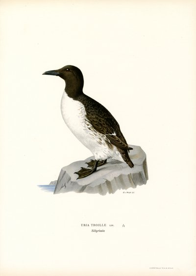 Guillemot (lithographie en couleur) - Magnus Ferdinand and Wilhelm von Wright