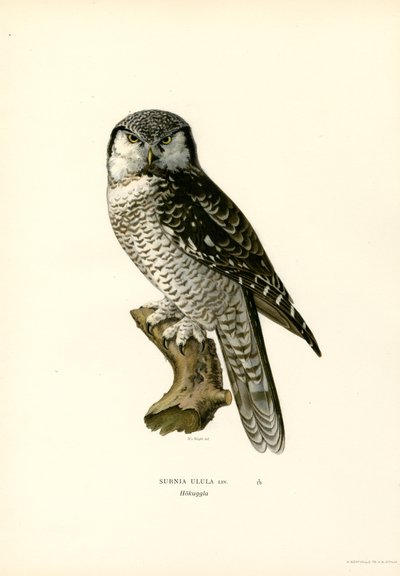 Chouette épervière - Magnus Ferdinand and Wilhelm von Wright