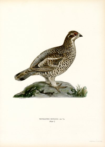 Gélinotte des bois - Magnus Ferdinand and Wilhelm von Wright