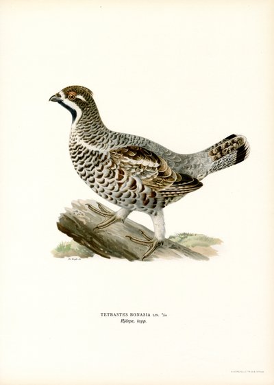 Gélinotte des bois - Magnus Ferdinand and Wilhelm von Wright