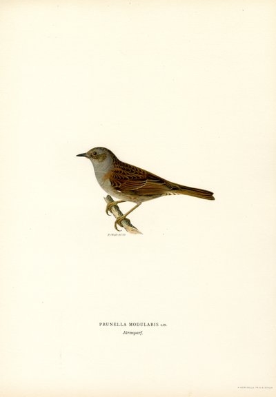 Fauvette des jardins (lithographie en couleur) - Magnus Ferdinand and Wilhelm von Wright