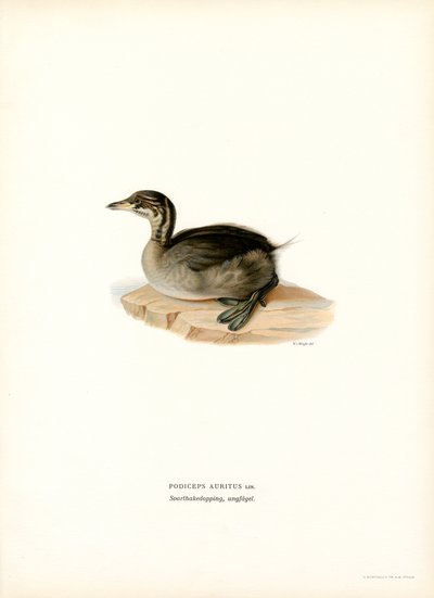 Grèbe esclavon - Magnus Ferdinand and Wilhelm von Wright