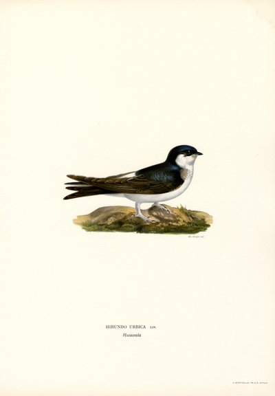 Hirondelle de fenêtre - Magnus Ferdinand and Wilhelm von Wright
