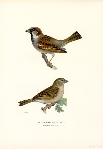 Moineau domestique - Magnus Ferdinand and Wilhelm von Wright
