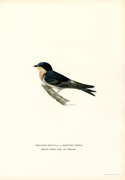 Hirondelle rustique (lithographie en couleur) - Magnus Ferdinand and Wilhelm von Wright