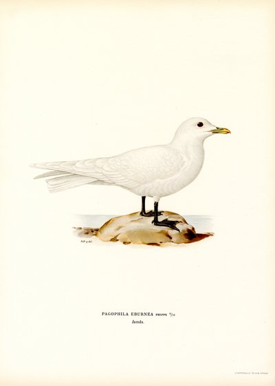 Mouette blanche - Magnus Ferdinand and Wilhelm von Wright