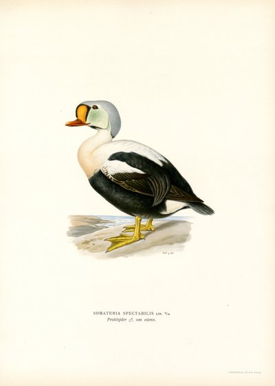 Eider à tête grise - Magnus Ferdinand and Wilhelm von Wright