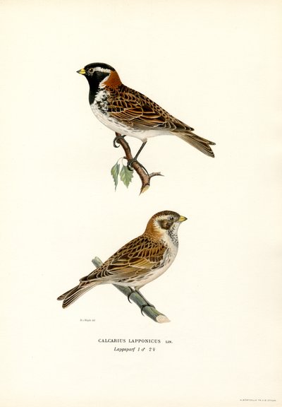 Bruant lapon - Magnus Ferdinand and Wilhelm von Wright
