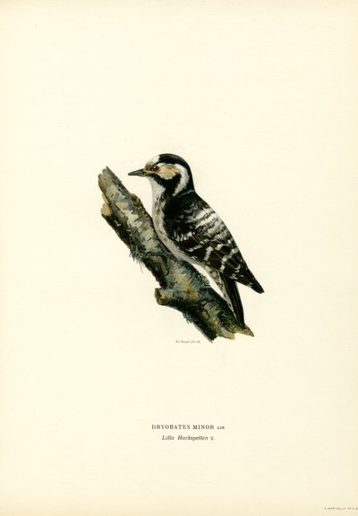 Pic épeichette - Magnus Ferdinand and Wilhelm von Wright
