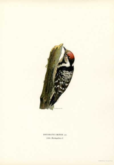 Pic épeichette - Magnus Ferdinand and Wilhelm von Wright
