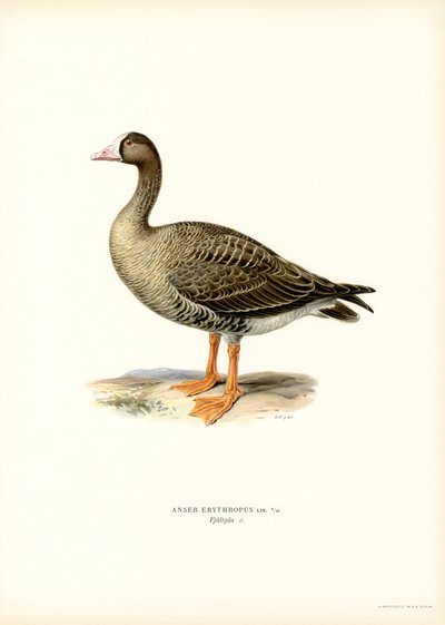 Petite oie rieuse - Magnus Ferdinand and Wilhelm von Wright