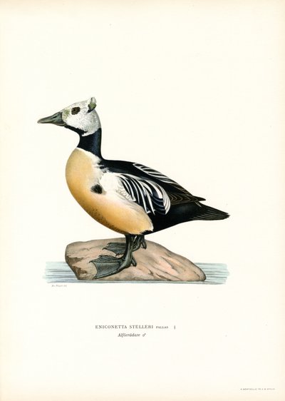 Petit eider - Magnus Ferdinand and Wilhelm von Wright