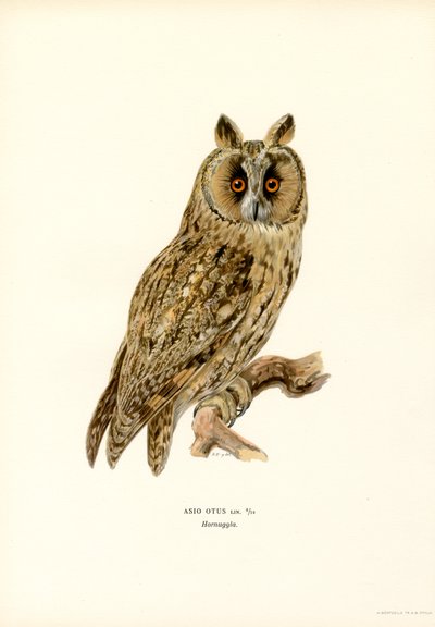 Hibou moyen-duc - Magnus Ferdinand and Wilhelm von Wright