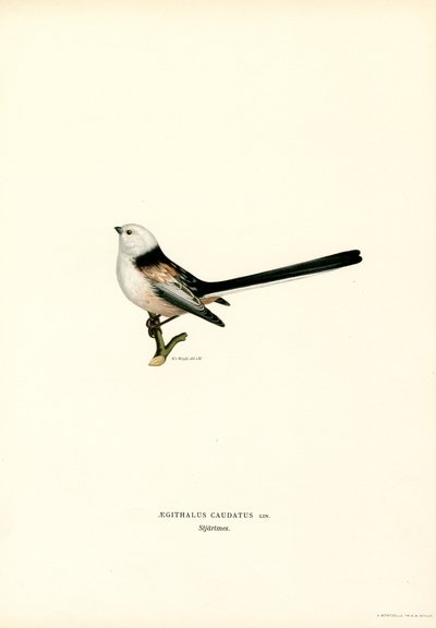 Mésange à longue queue - Magnus Ferdinand and Wilhelm von Wright