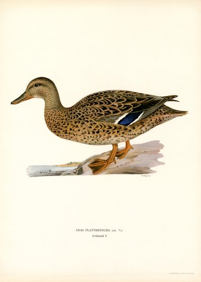 Canard colvert - Magnus Ferdinand and Wilhelm von Wright