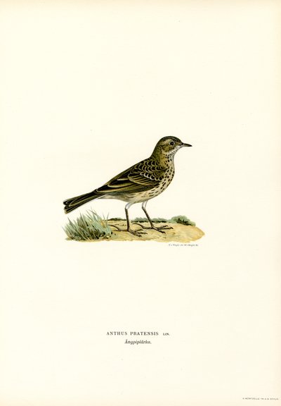 Pipit des prés - Magnus Ferdinand and Wilhelm von Wright