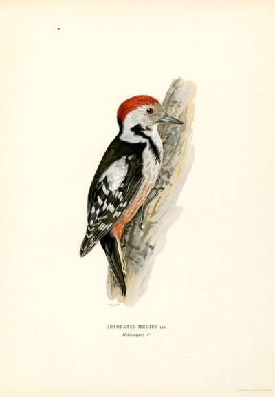 Pic mar - Magnus Ferdinand and Wilhelm von Wright