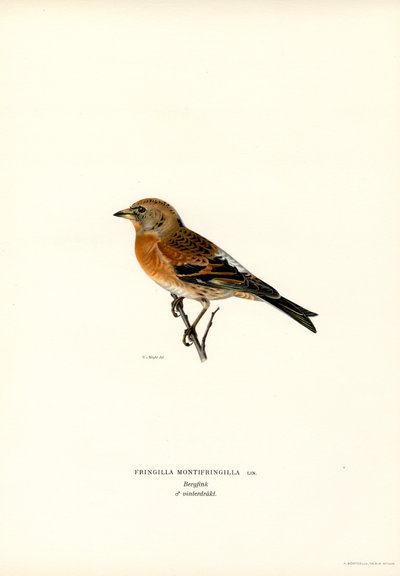 Pinson des montagnes - Magnus Ferdinand and Wilhelm von Wright
