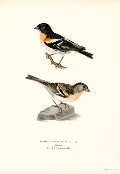 Pinson du Nord - Magnus Ferdinand and Wilhelm von Wright