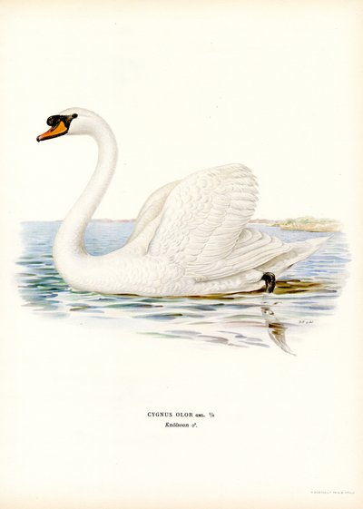 Cygne tuberculé - Magnus Ferdinand and Wilhelm von Wright