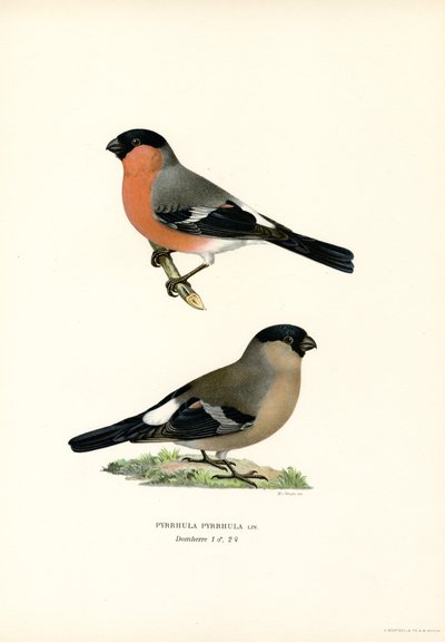 Bouvreuil pivoine eurasien - Magnus Ferdinand and Wilhelm von Wright