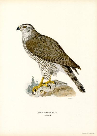 Autour des palombes - Magnus Ferdinand and Wilhelm von Wright