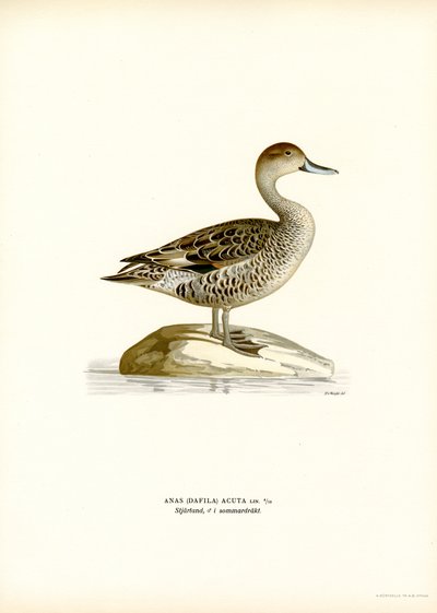 Canard pilet - Magnus Ferdinand and Wilhelm von Wright